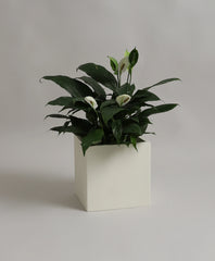 YUCCABE | BAR PLANTER