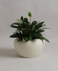 YUCCABE | APPLE PLANTER