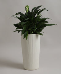 VOZARA | VERTILIN PLANTER