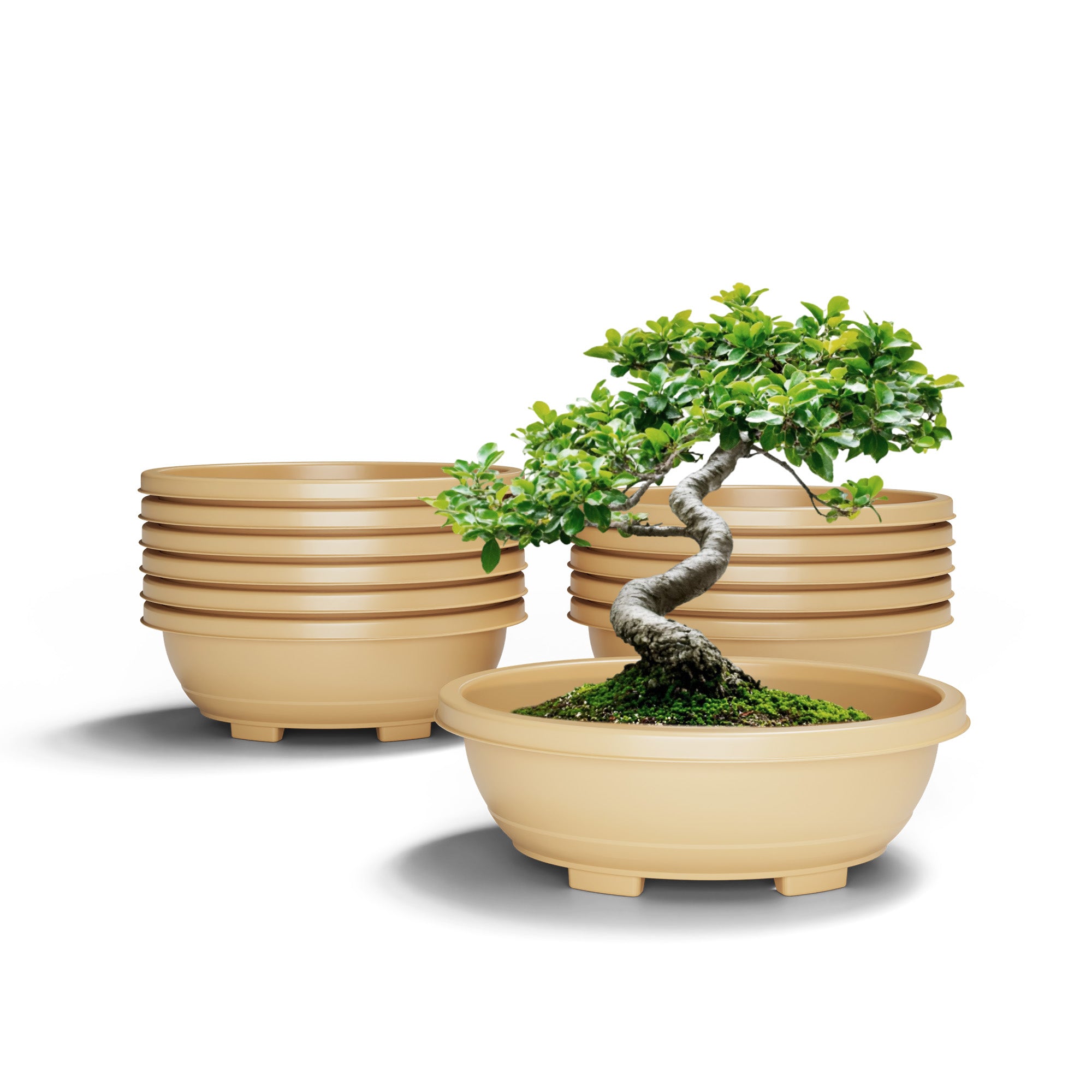 SHERA | BOTANICA BONSAI TRAY