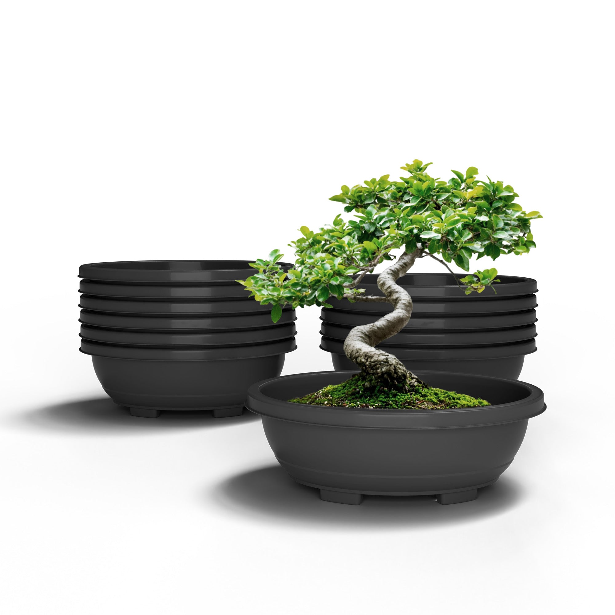 SHERA | BOTANICA BONSAI TRAY