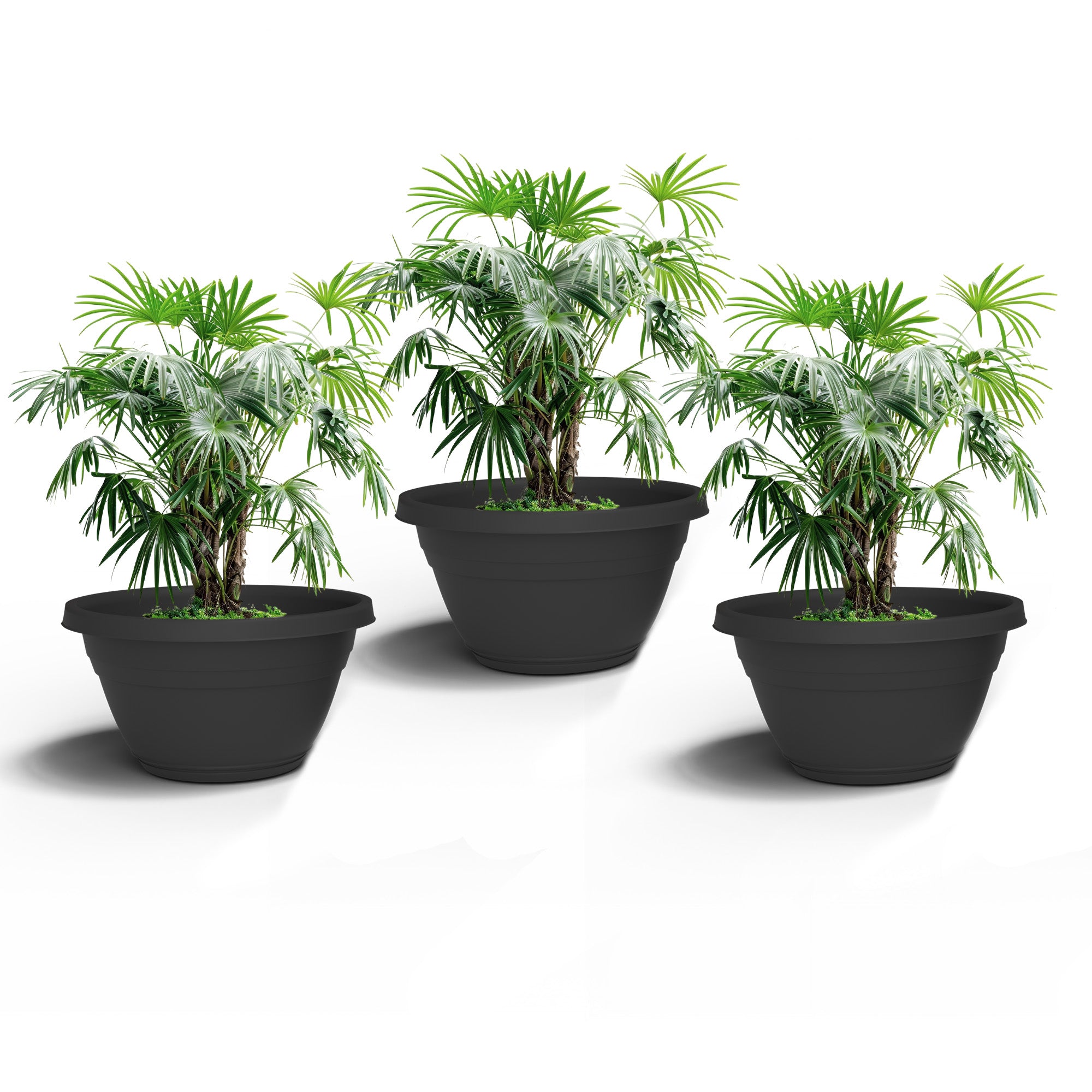 SHERA | BOTANICA BONSAI KTR PLANTER