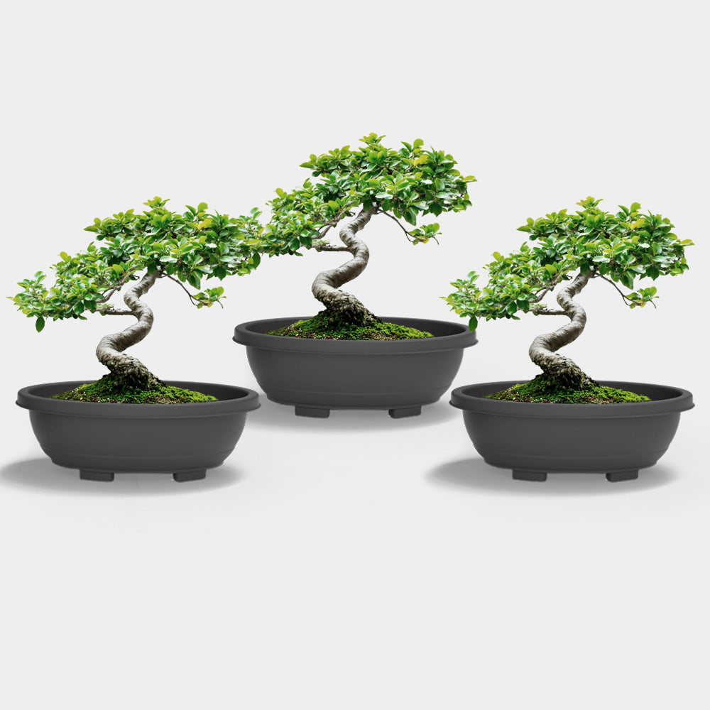 SHERA | BOTANICA BONSAI TRAY