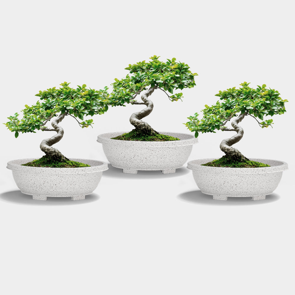SHERA | BOTANICA BONSAI TRAY